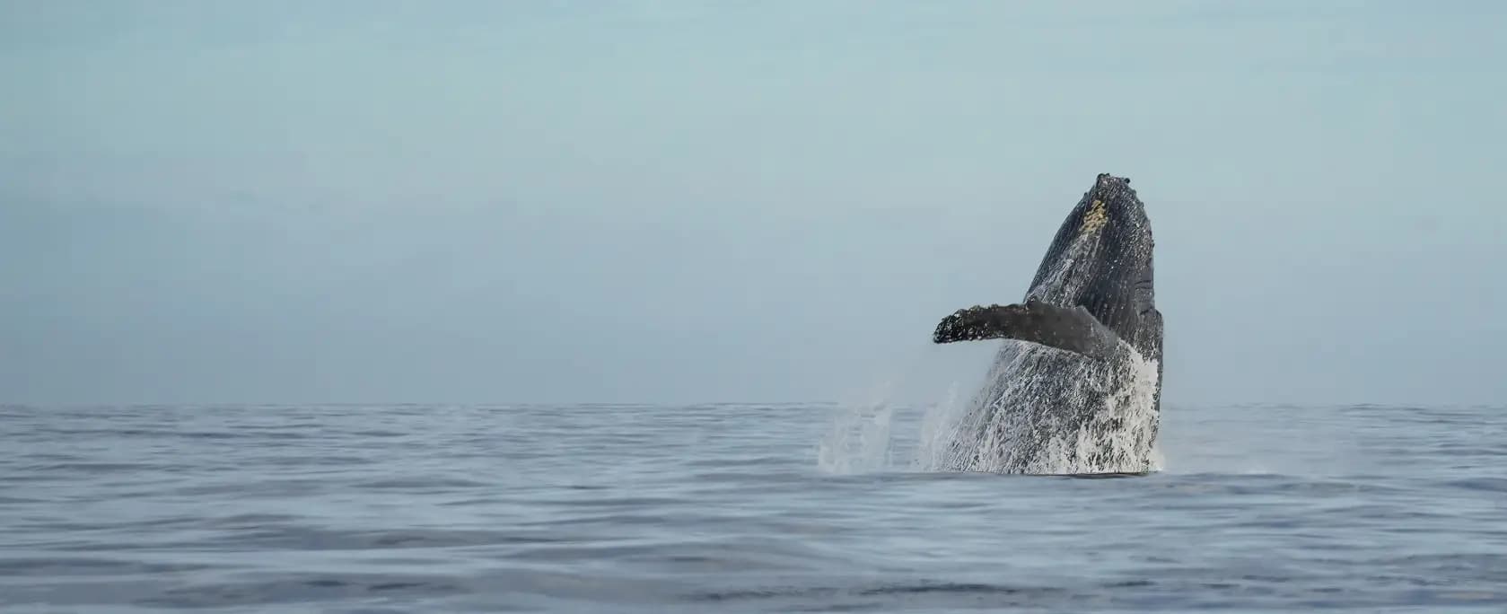 Parapente La Réunion